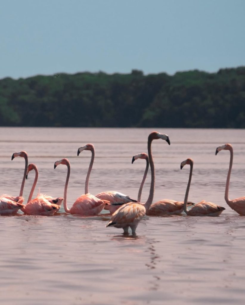 Visitantes durante tour de naturaleza en Celestún Yucatán